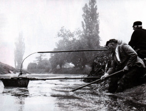 Eel fishers in the River Parrett. The Captured eels were flipped into the tin bath