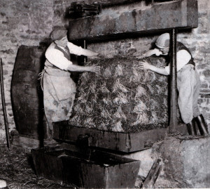 At Butleigh five ‘lissoms’ of crushed apples have been built up between layers and covers of straw. The juice would flow before the press was even used.