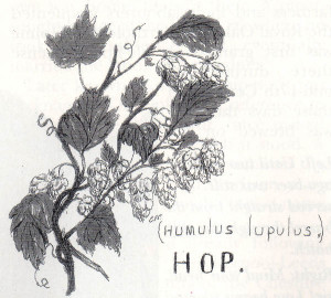 The hop plant (Humulus lupus)