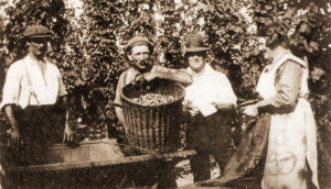 A 1929 photograph showing a hop-picker holding the sack (poke). In trilby hat is the tally man. Most of the time his was a ladies’ job.