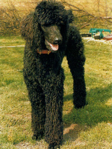Mary Walsham’s standard poodle - smart, attractive and user-friendly!