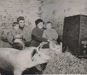 Stephen (sitting on mum Pauline's lap), younger brother David and dad Tony share their TV set with the pigs.